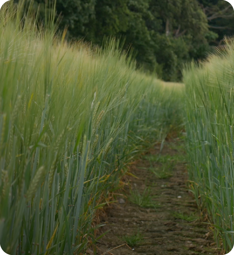 Standards Setting Committee