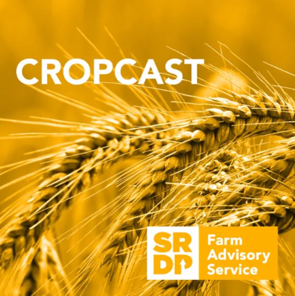 Podcast: SQC invited to speak on CropCast