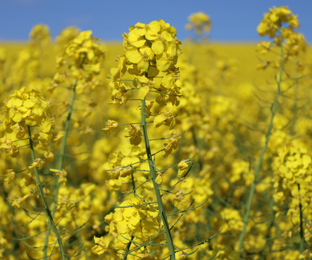 OSR three