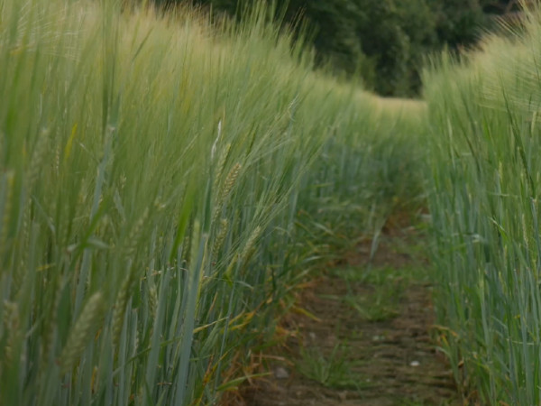 Standards Setting Committee