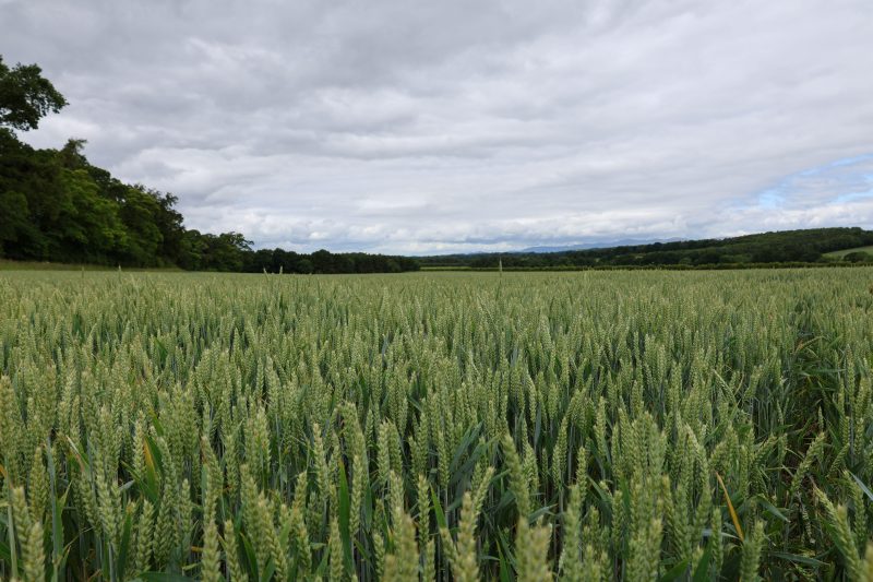 SQC Non Compliance Update